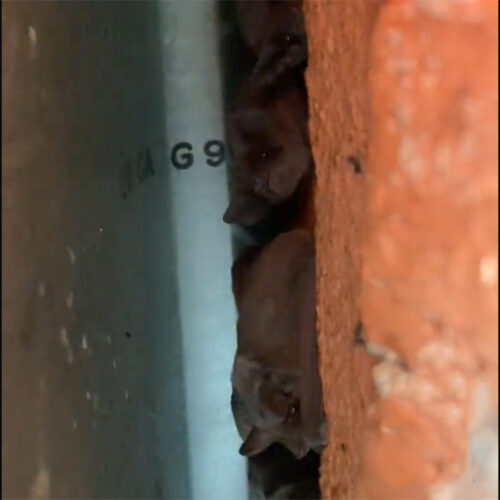 Colony of Bats Living in the Walls